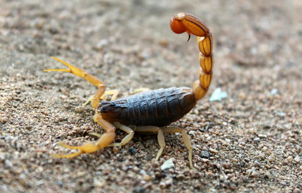 Scorpion is one of the dangerous animals