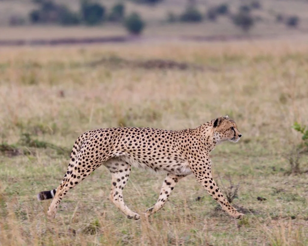 Cheetah is fastest animals