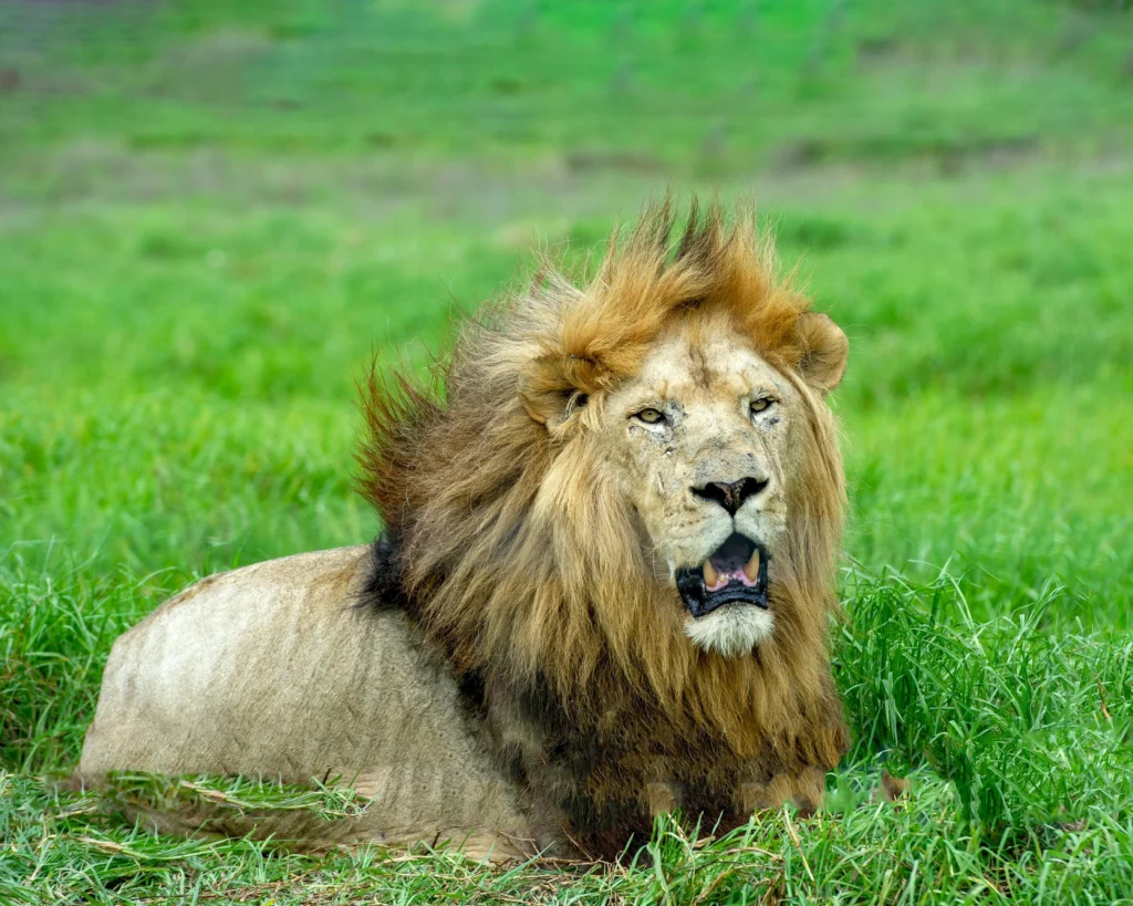 Lion is one of the fastest animals
