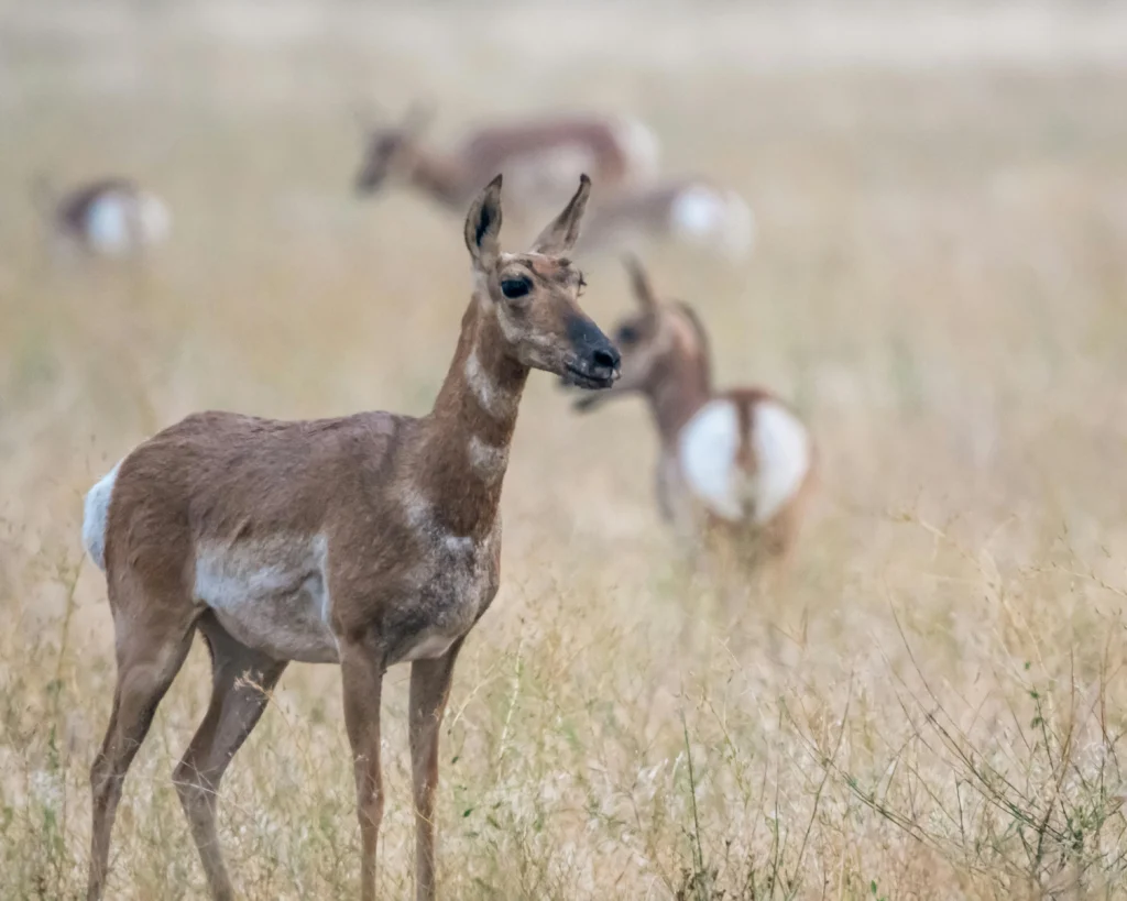 Pronghorn is one of the fastest animals
