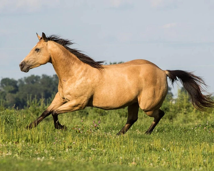 Quarter Horses one of the fastest animals
