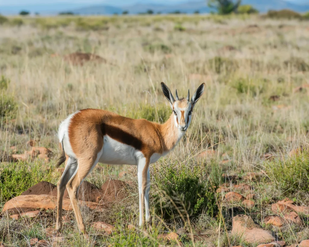 Springbok is one of the fastest animals
