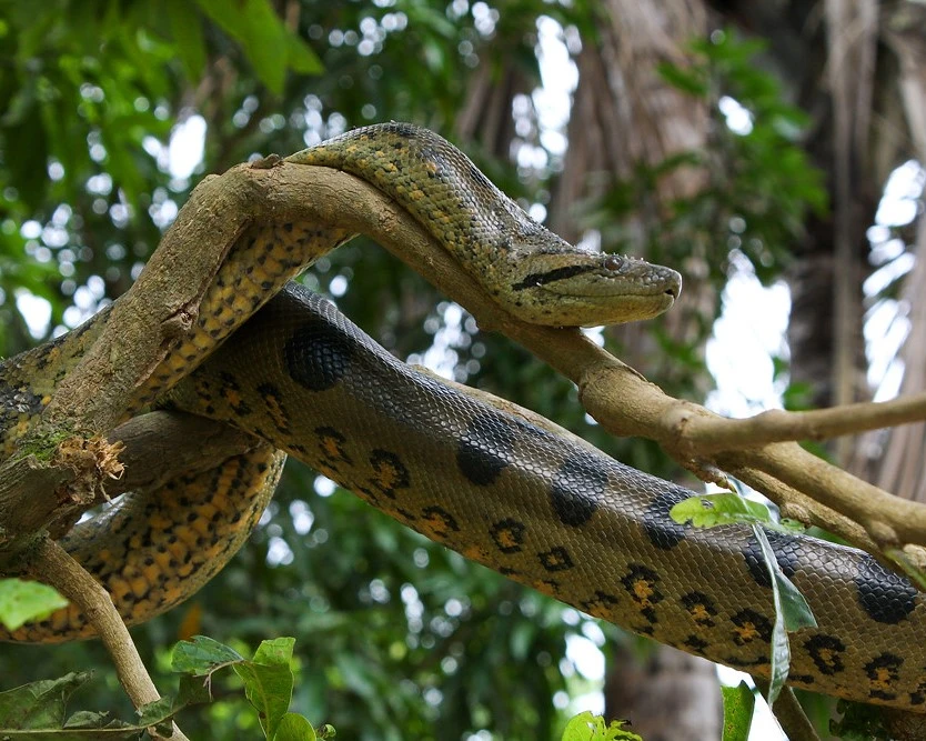 Amazon Snake is one of the shocking facts of amazon forest