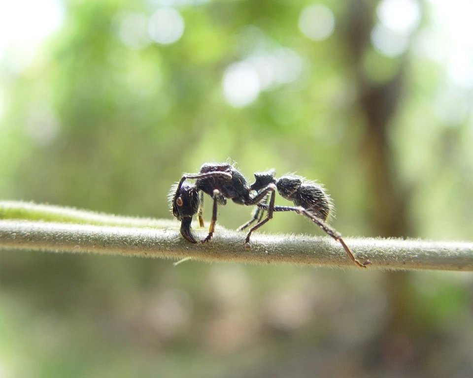 Bullet Ant is one of the shocking facts of amazon forest