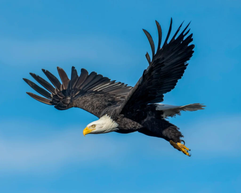 Eagle's vision is sharp in Animals' Vision