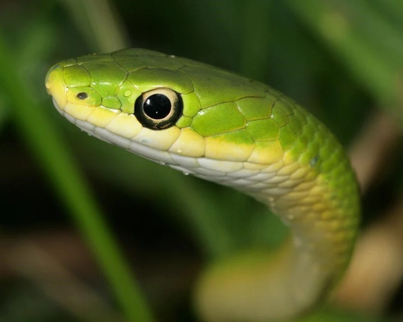 Snake's vision is sharp in Animals' Vision