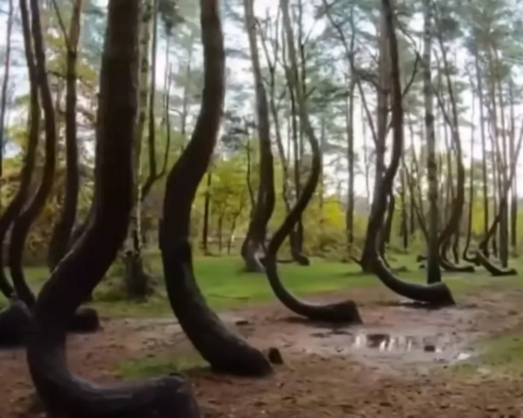 Crooked Forest is one of the strange trees.