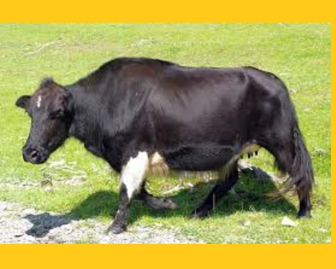 Dzo is one of the strangest animal hybrids
