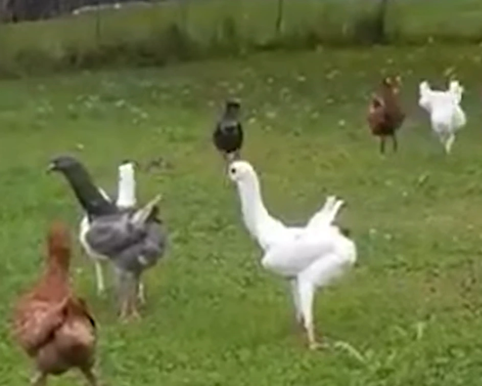 Hybrid Hen Pigeons is one of the strangest animal hybrids