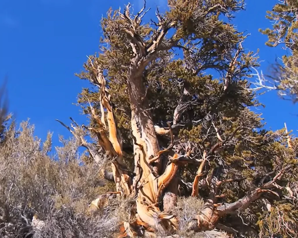 Methuselah Tree is one of the strange trees.