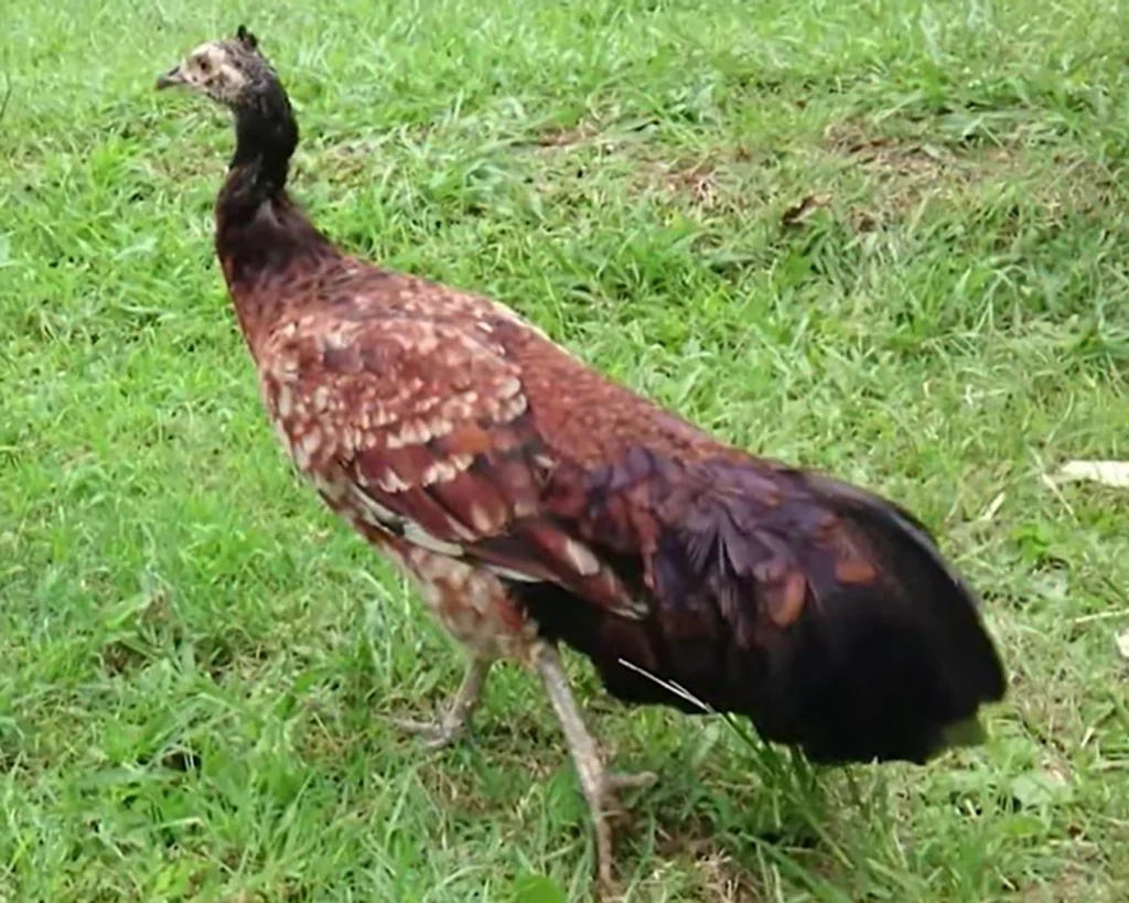 Peachick is one of the strangest animal hybrids