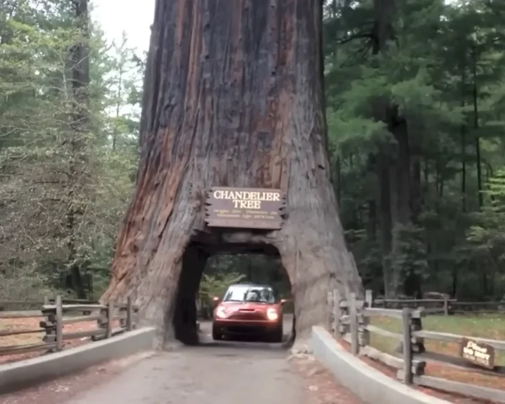 Wawona Tree is one of the strange trees.