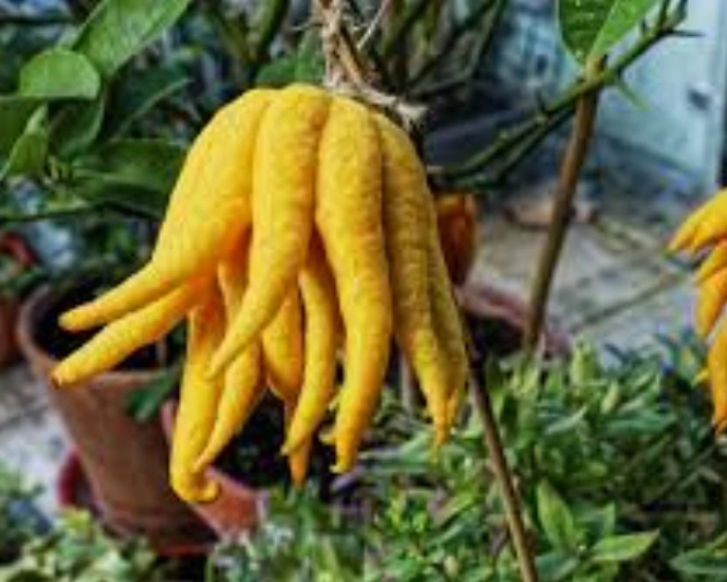 Buddha's Hand is one of the rare fruits