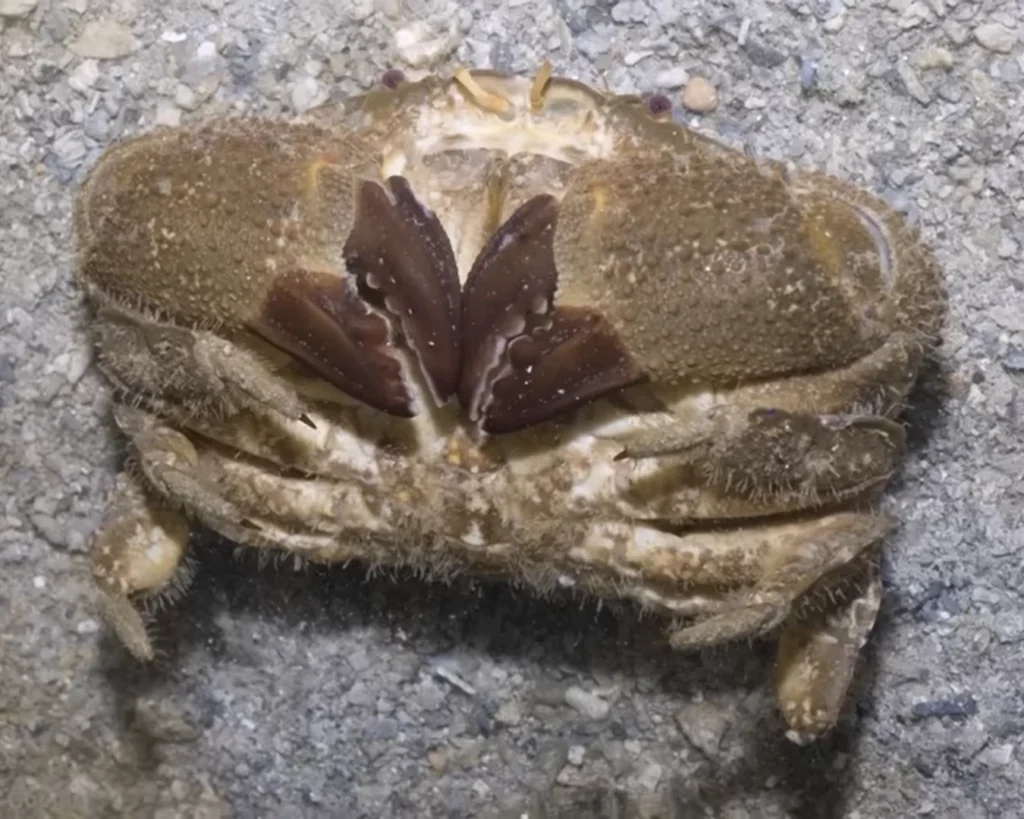 Curry puff crab is one of the most dangerous crabs