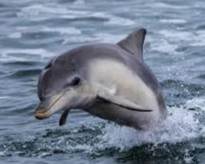 Dolphin is one of the cute aggressive animals