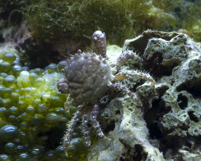 Emerald Crab is one of the most dangerous crabs