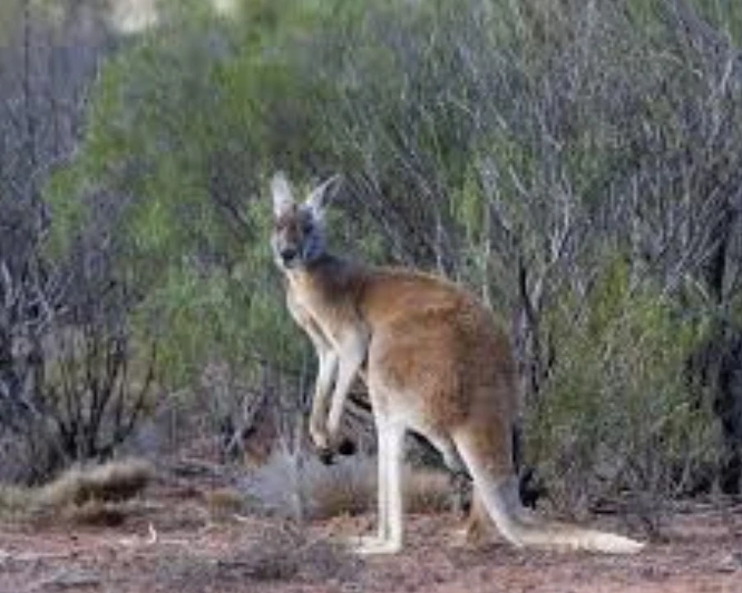 Kangaroo is one of the cute aggressive animals
