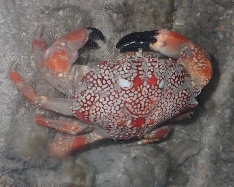 Mosaic Reef Crab is one of the most dangerous crabs