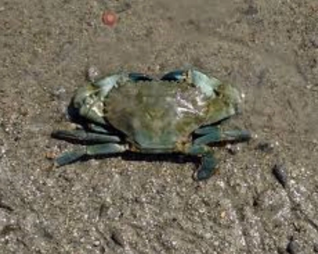 Mud Crab is one of the most dangerous crabs