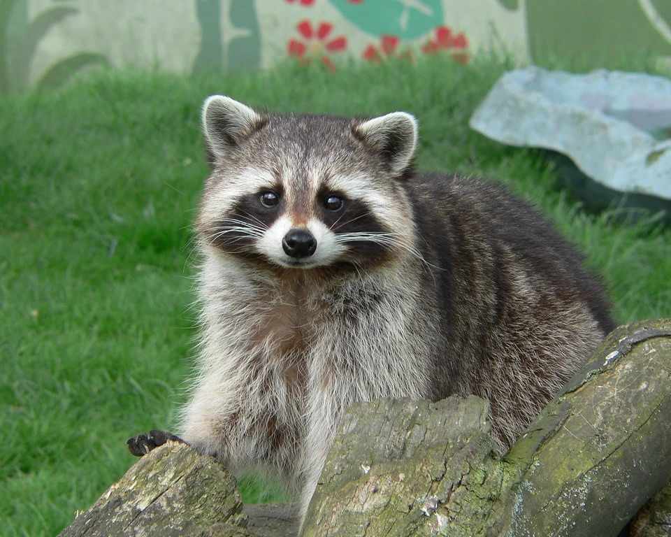 Raccoon is one of the cute aggressive animals