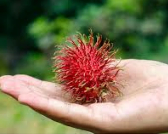 Rambutan is one of the rare fruits