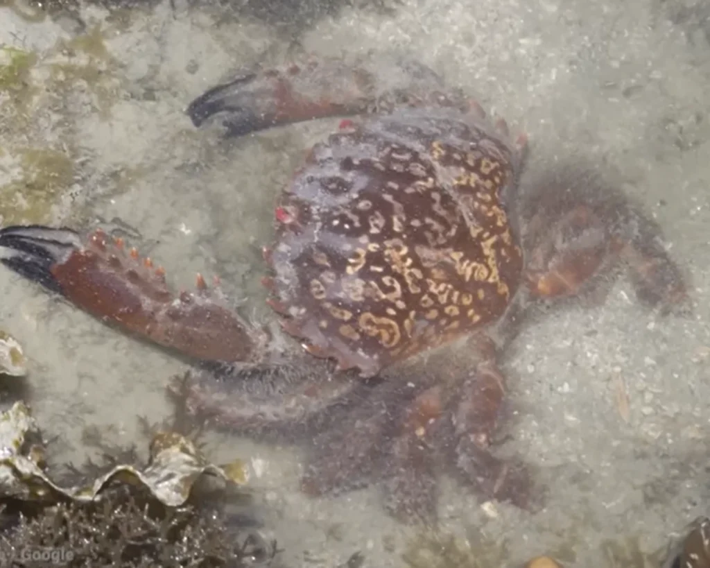 Saw-edged Spooner Crab is one of the most dangerous crabs