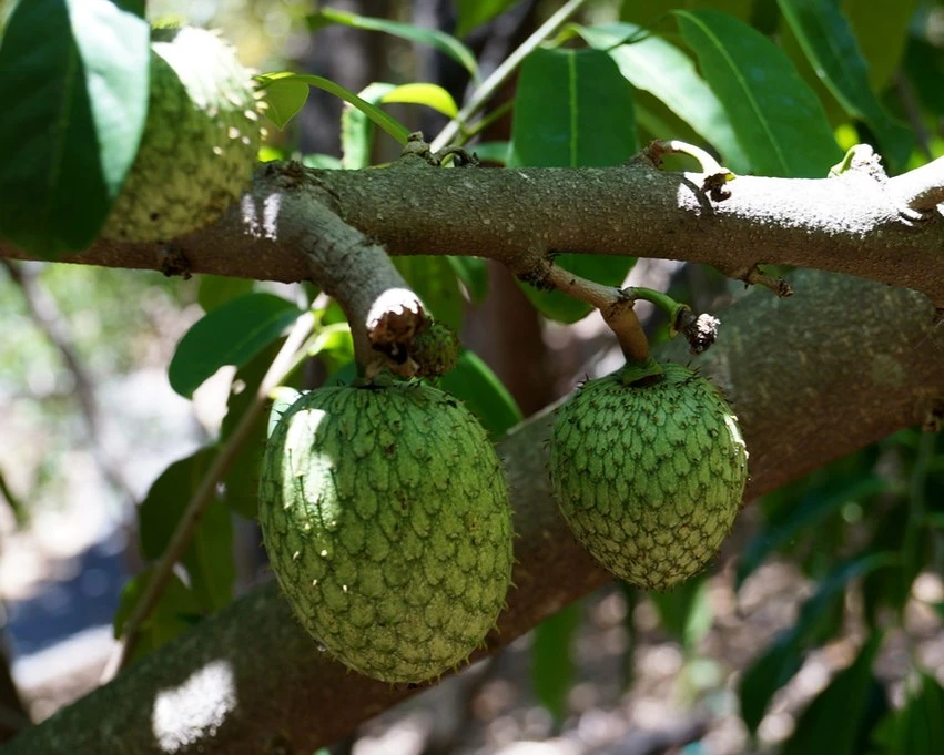 Soursop is one of the rare fruits