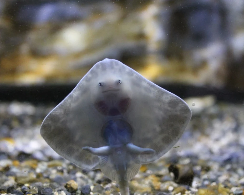 Stingray is one of the cute aggressive animals