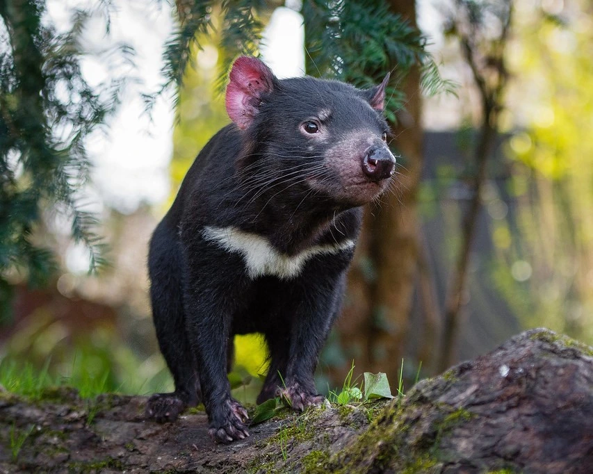 Tasmanian devil is one of the cute aggressive animals