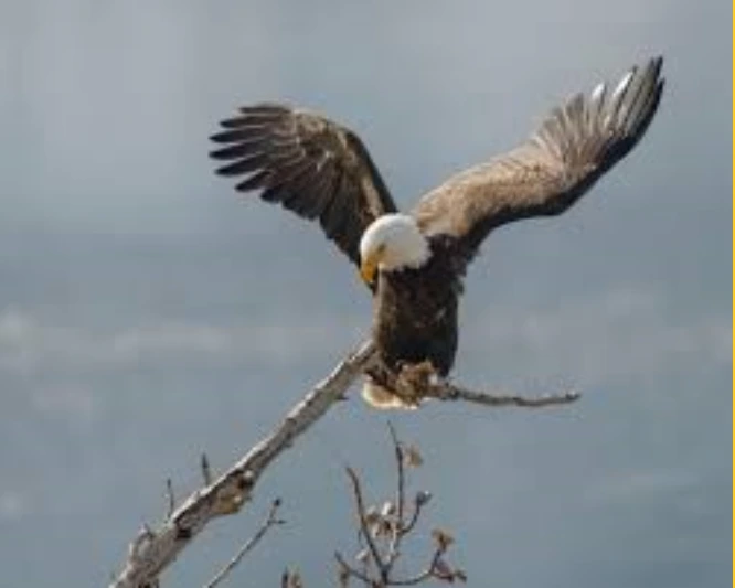 Bald Eagle is one of the most dangerous eagles