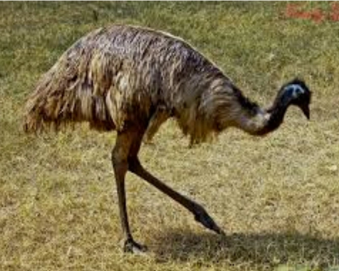 Emu is one of the most dangerous birds