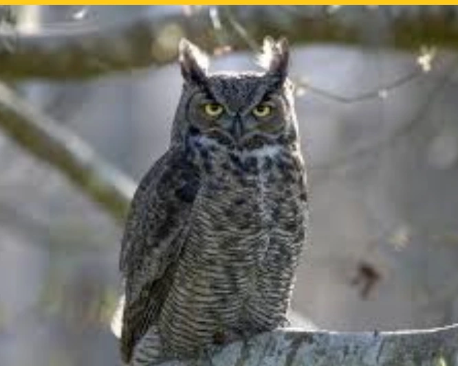 Great Horned Owl is one of the most dangerous birds