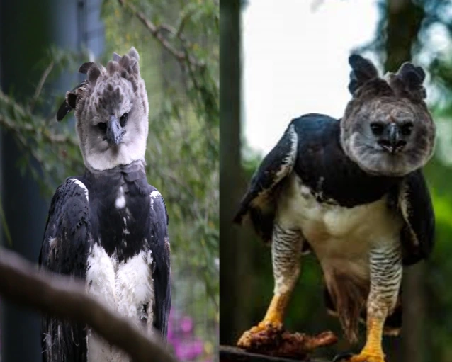 Harpy Eagle is one of the most dangerous eagles