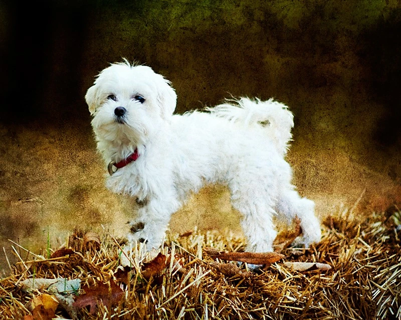 Maltese is one of the smallest dog breeds in the world