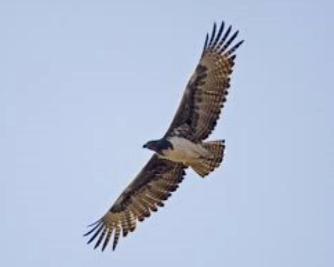 Martial Eagle is one of the most dangerous eagles