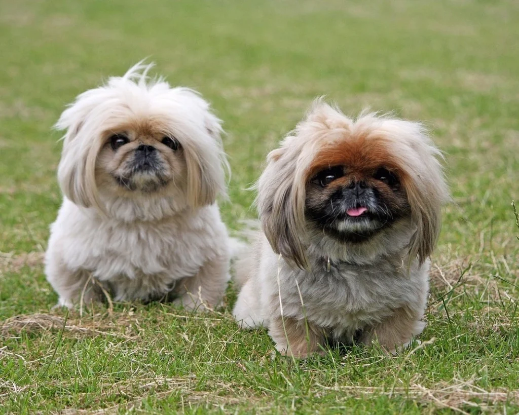 Pekingese is one of the smallest dog breeds in the world