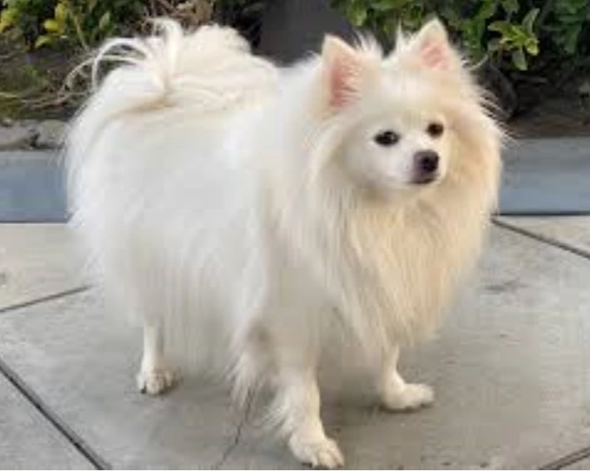 Pomeranian is one of the smallest dog breeds in the world