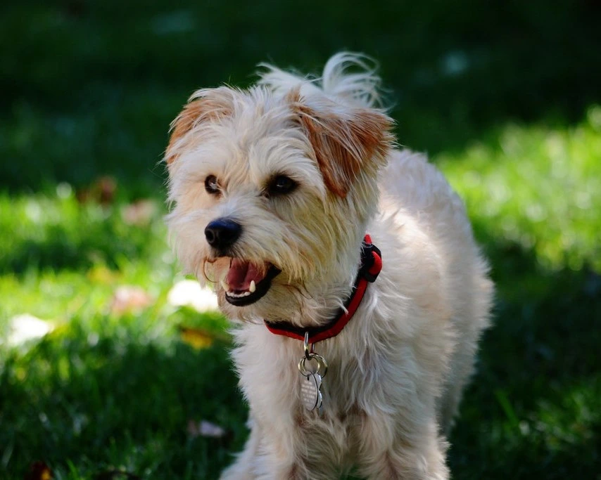 Yorkipoo is one of the smallest dog breeds in the world
