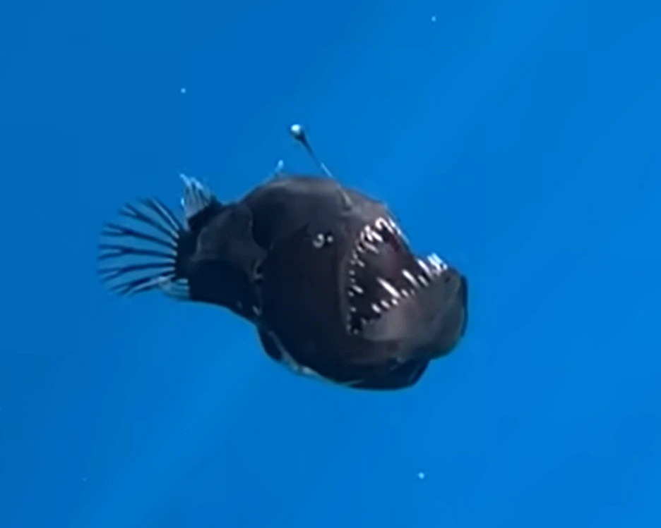 Angler Fish is one of the dangerous fish