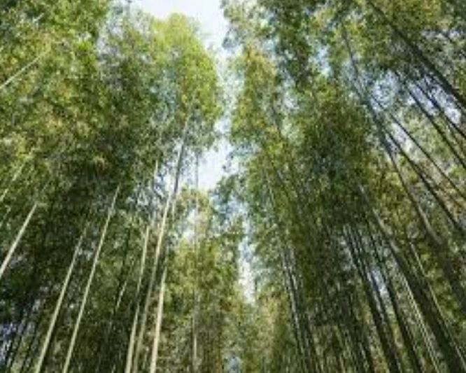 Bamboo is one of the unusual trees