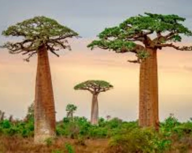 Baobab is one of the unusual trees