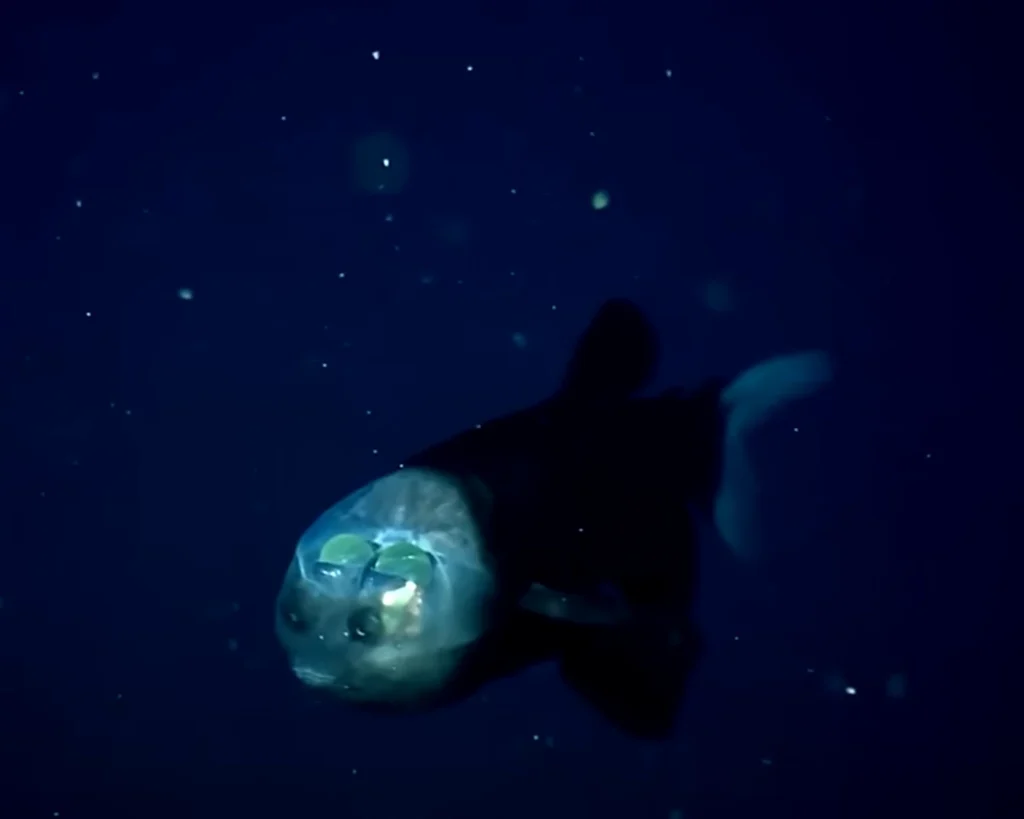Barreleye Fish is one of the dangerous fish