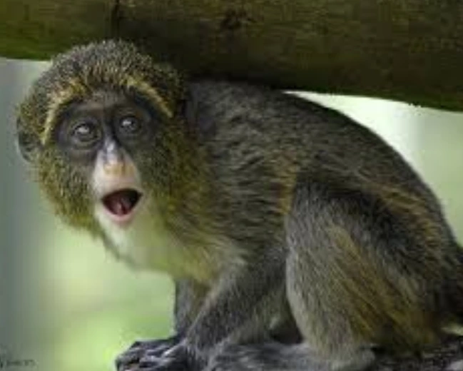 De Brazza's Monkey is one of the expensive animals