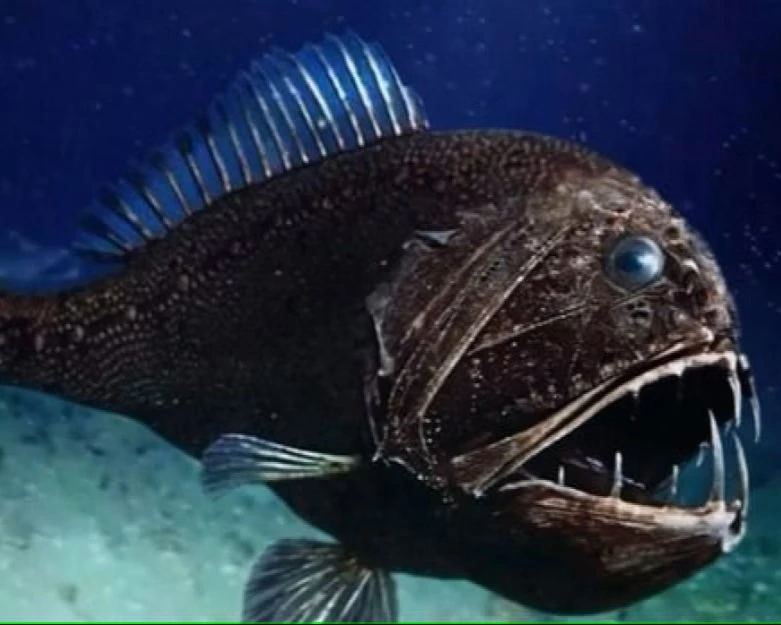 Fangtooth Fish is one of the dangerous fish