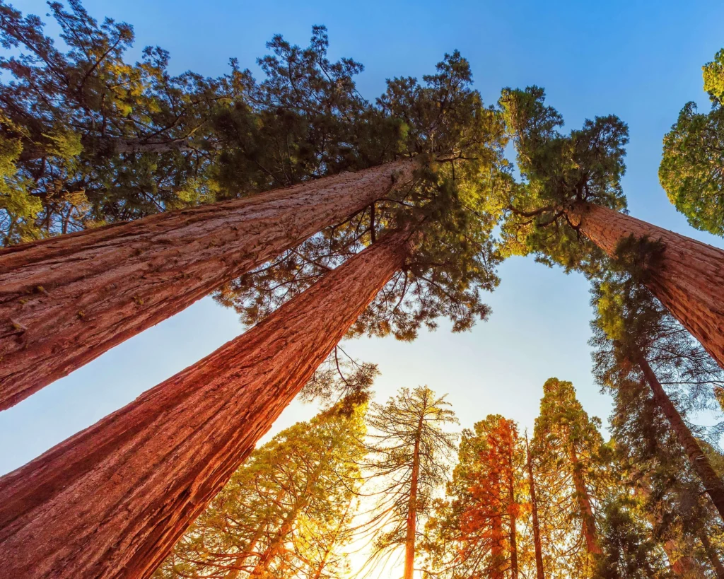 Giant Sequoia is one of the unusual trees