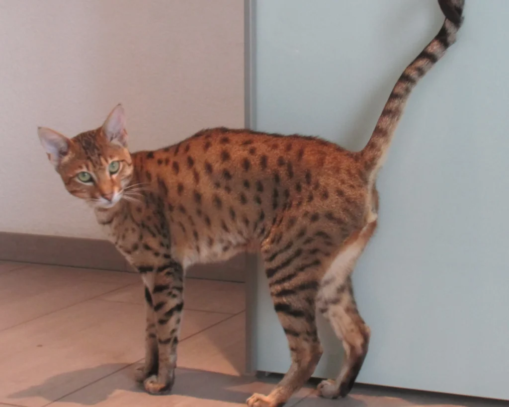 Savannah Cat is one of the expensive animals