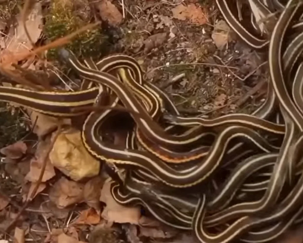 Snake Island is one of the amazing facts about brazil