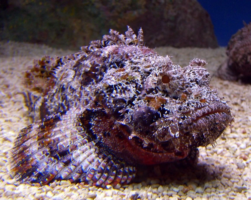 Stone Fish is one of the dangerous fish