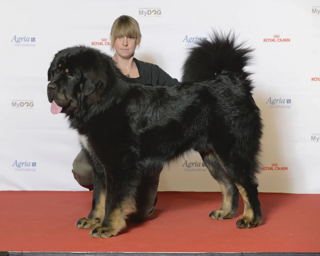 Tibetan Mastiff is one of the expensive animals