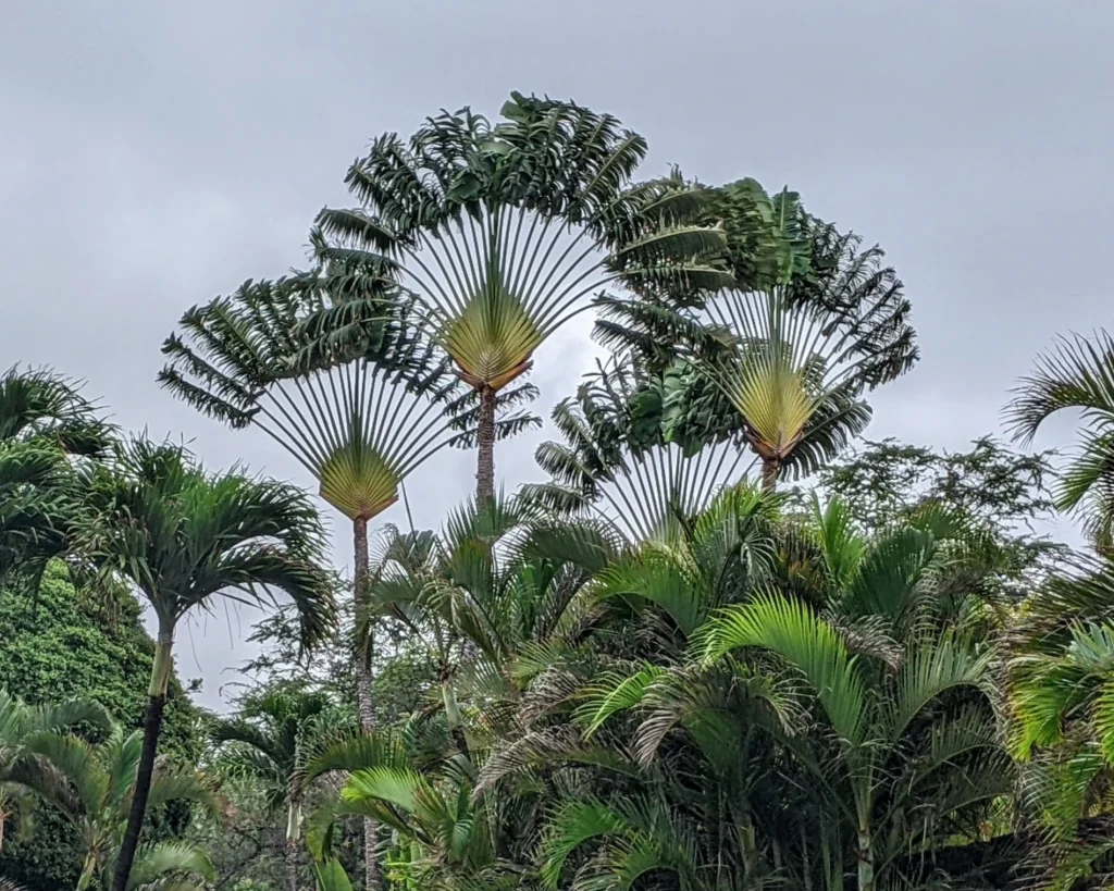 Traveller's Tree is one of the unusual trees